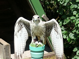 falco rusticolus altaicus.